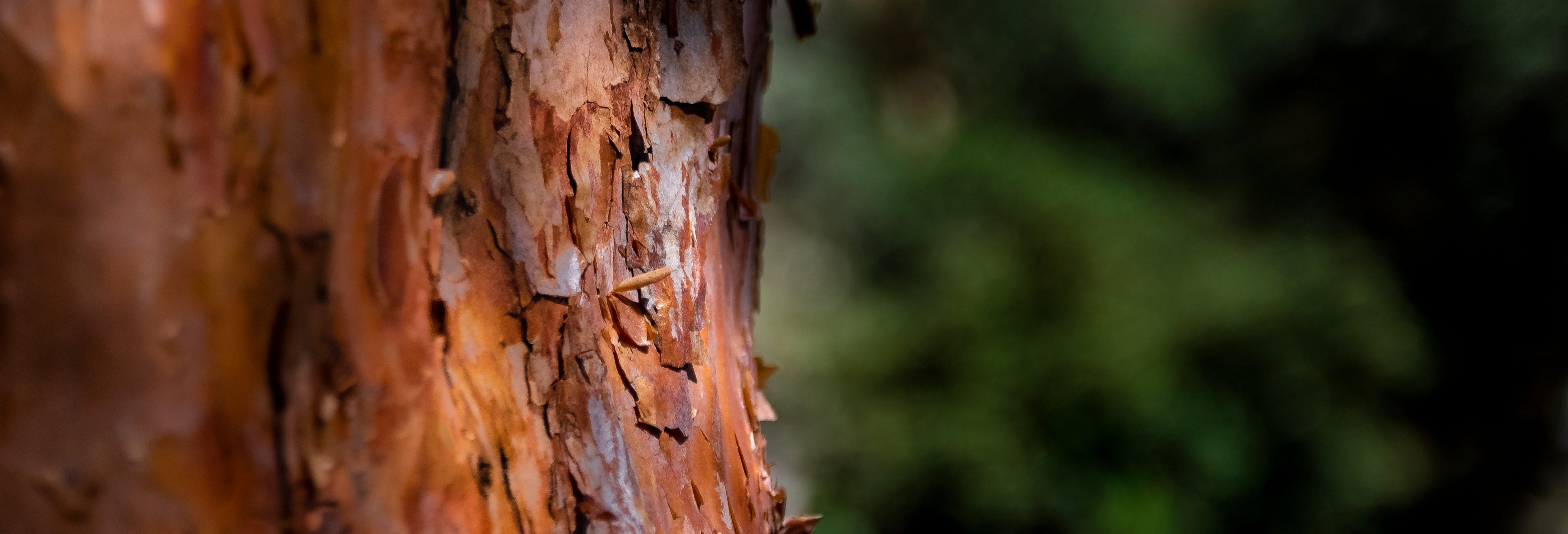 Hiking Tour in Polylepis Forest