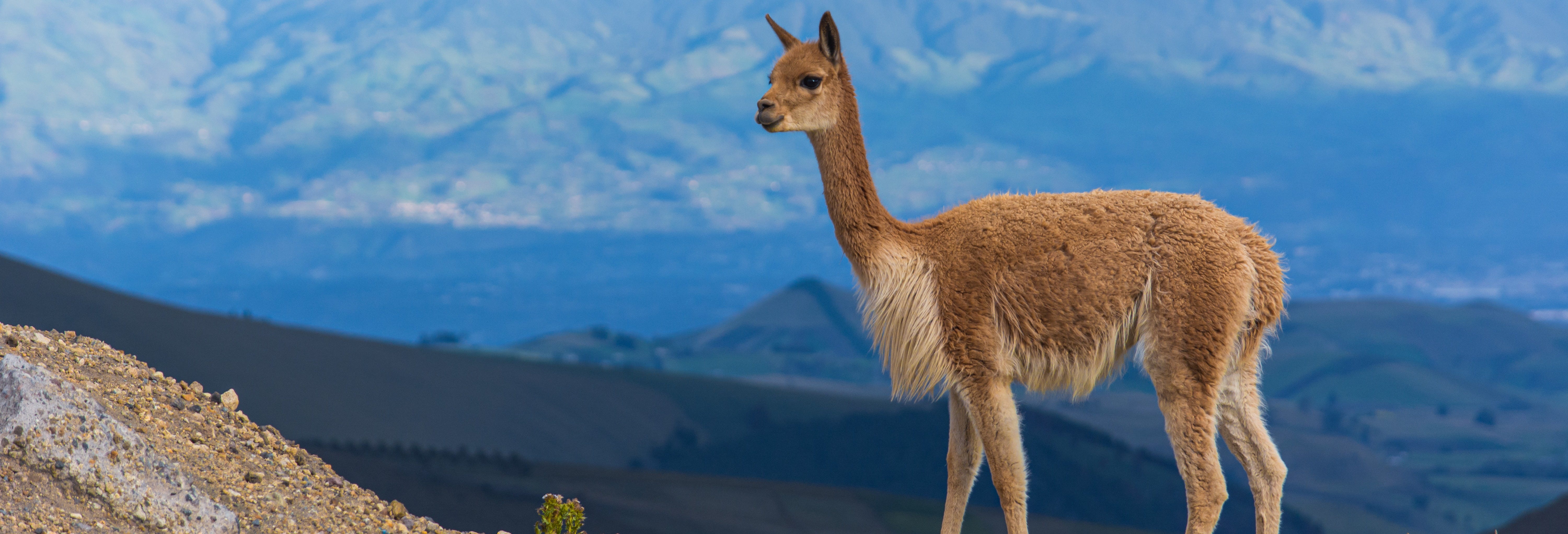 Chimborazo Volcano 2-Day Hike