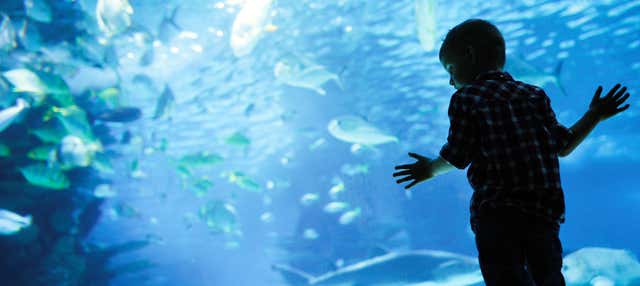 Biglietti per l'acquario di Hurghada con trasporto