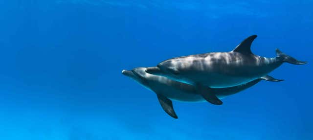 Bagno con i delfini a Hurghada