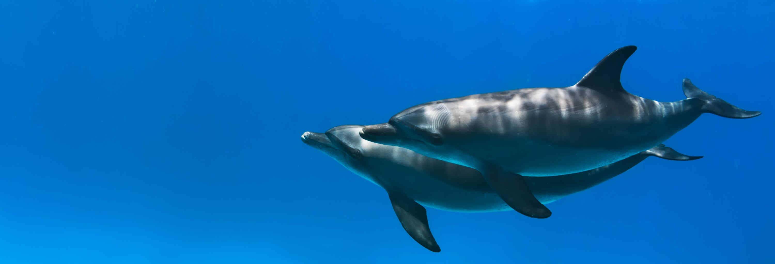 Bagno con i delfini a Hurghada