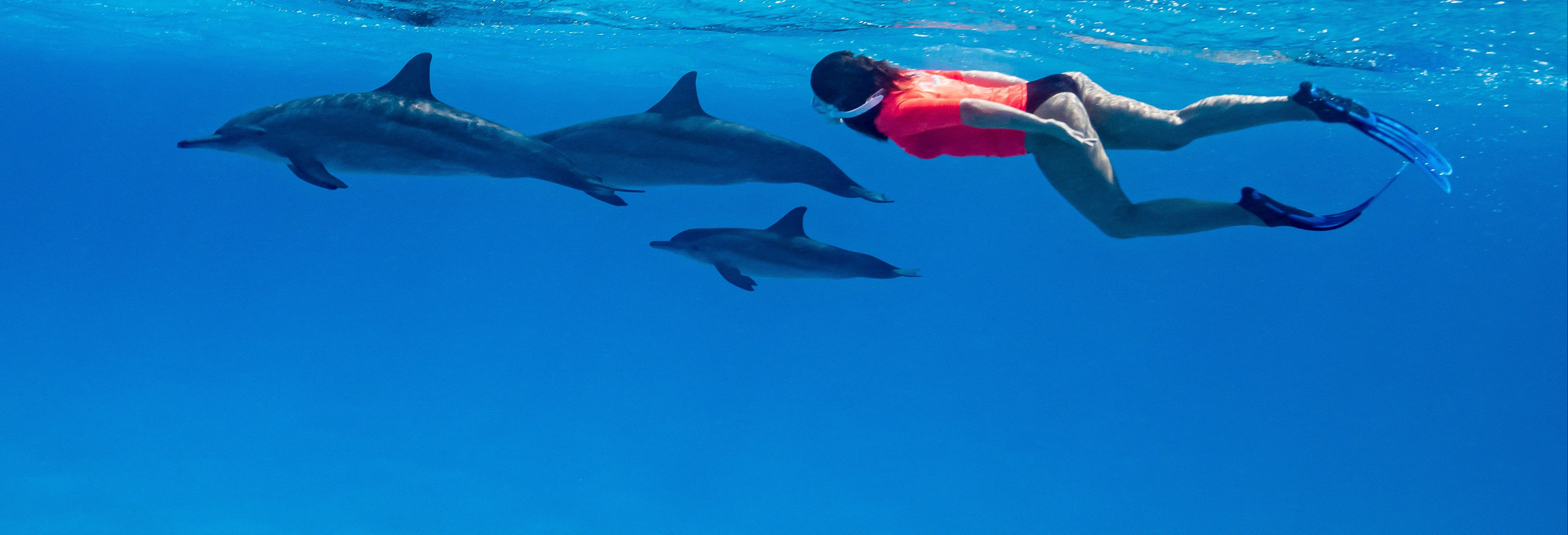 Sataya Reef Boat Trip + Snorkeling with Dolphins