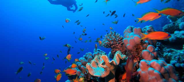 Immersione per principianti e snorkeling nel Mar Rosso