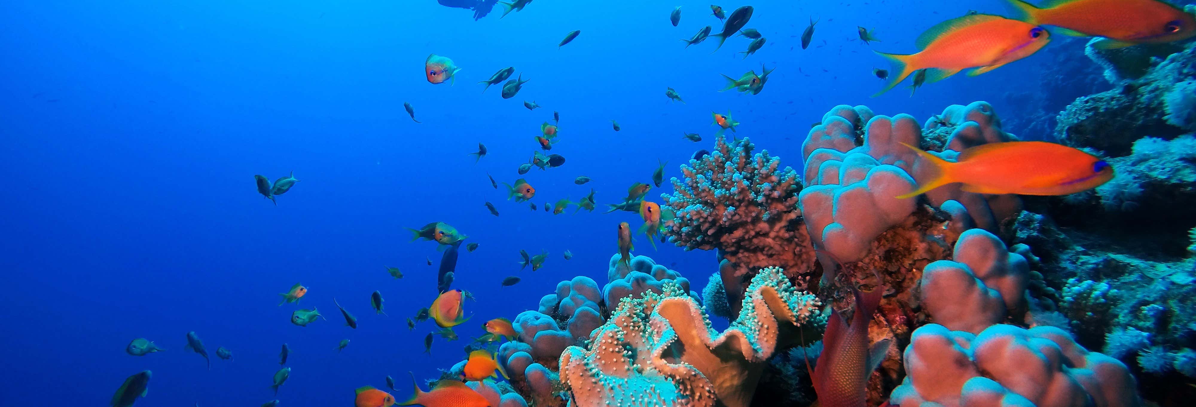 Immersione per principianti e snorkeling nel Mar Rosso