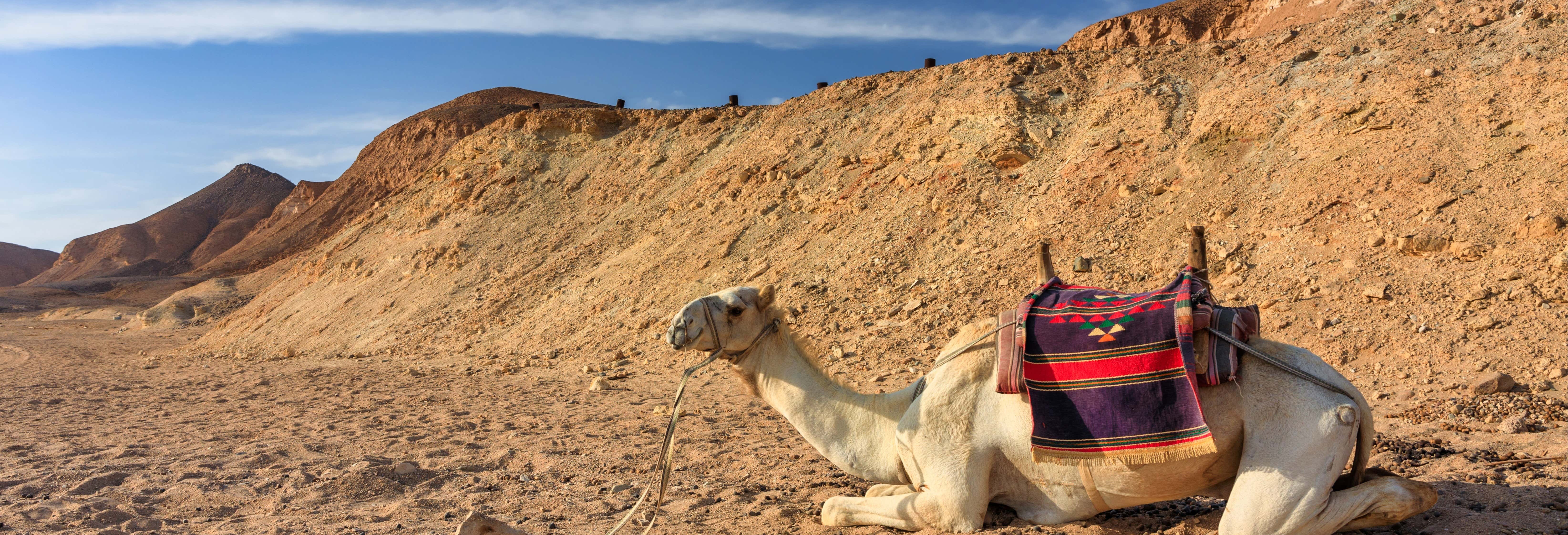 Giro in cammello nel deserto
