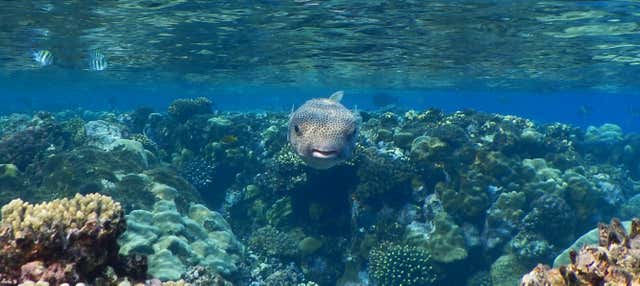Snorkeling alle Isole Qulaan