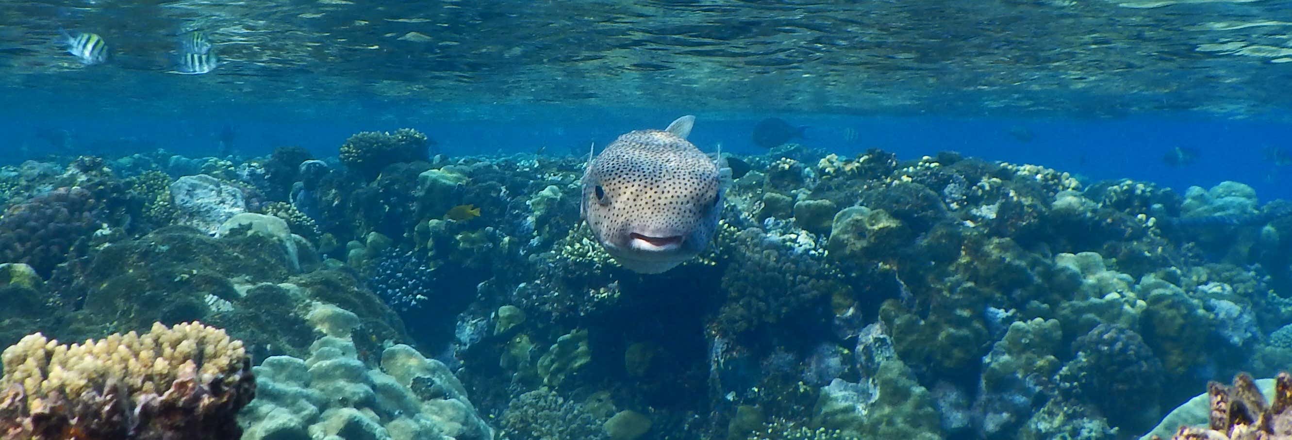 Snorkeling alle Isole Qulaan