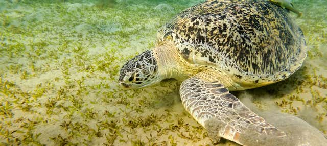 Snorkeling a Marsa Mubarak