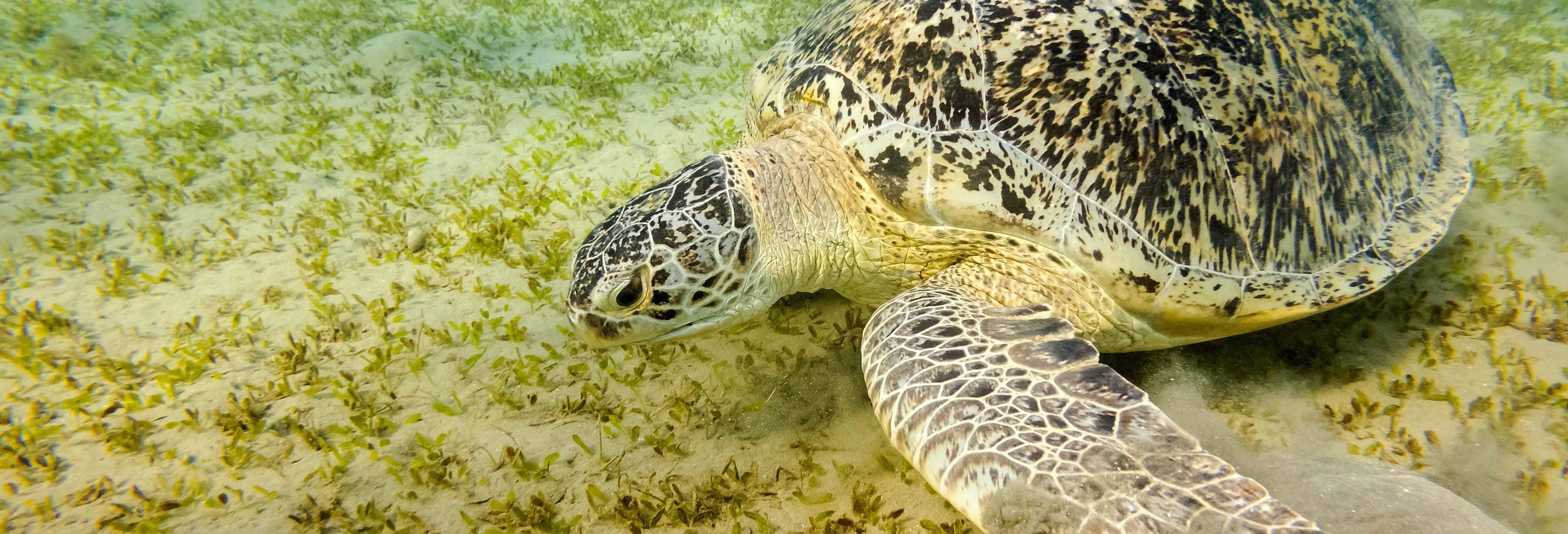 Snorkeling in Marsa Mubarak