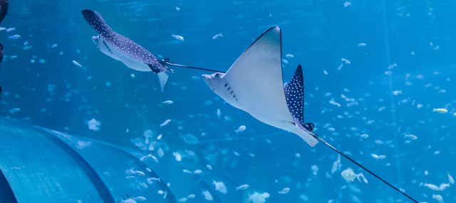 Biglietti per l'Acquario Nazionale di Abu Dhabi