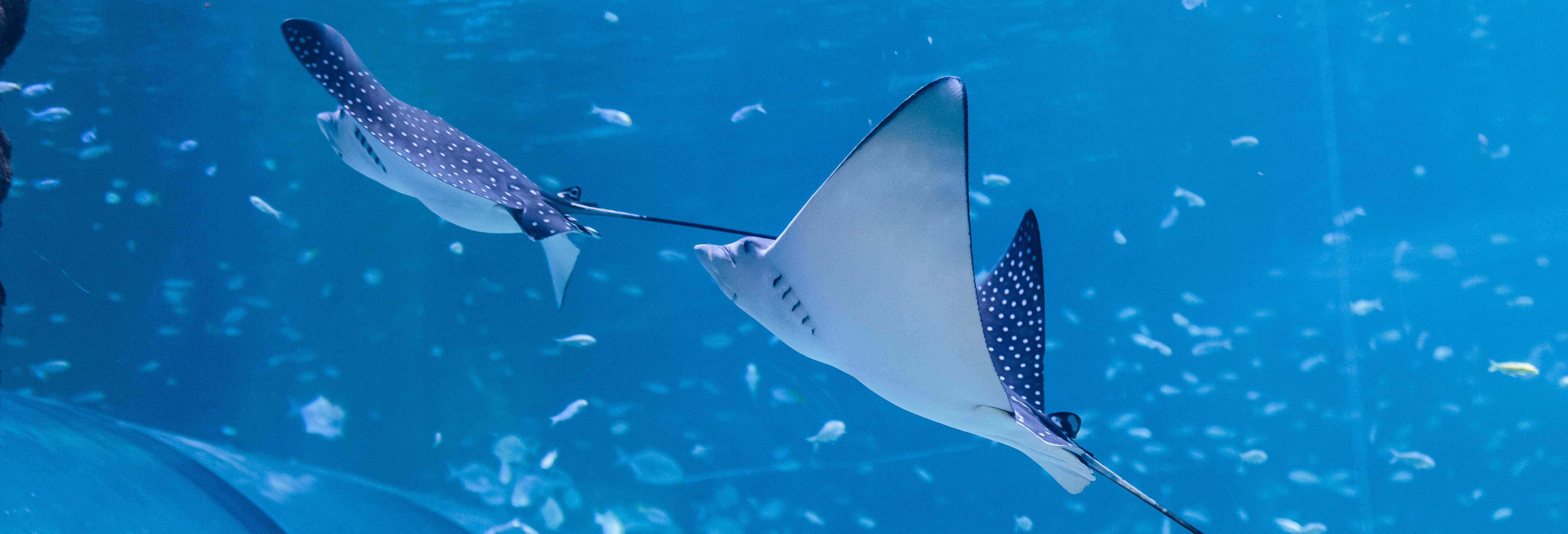 Biglietti per l'Acquario Nazionale di Abu Dhabi