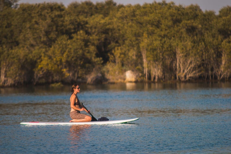 Paddle Surf No Mangrove National Park De Abu Dhabi Civitatis Com