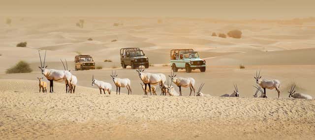 Desert Safari nell'Oasi di Al Marmoom in un 4x4 vintage