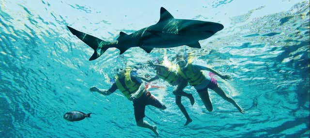 Biglietti per l'Aquaventure Waterpark + Snorkeling con gli squali