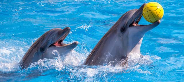 Biglietti per il delfinario di Dubai