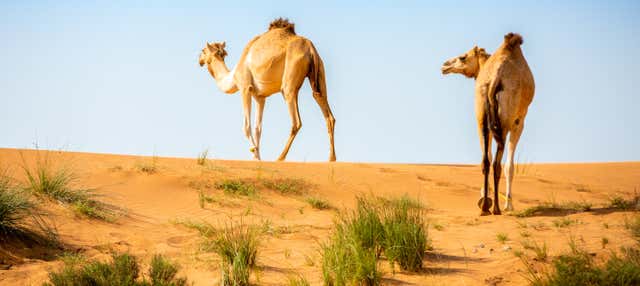 Safari nel deserto e visita a un allevamento di cammelli