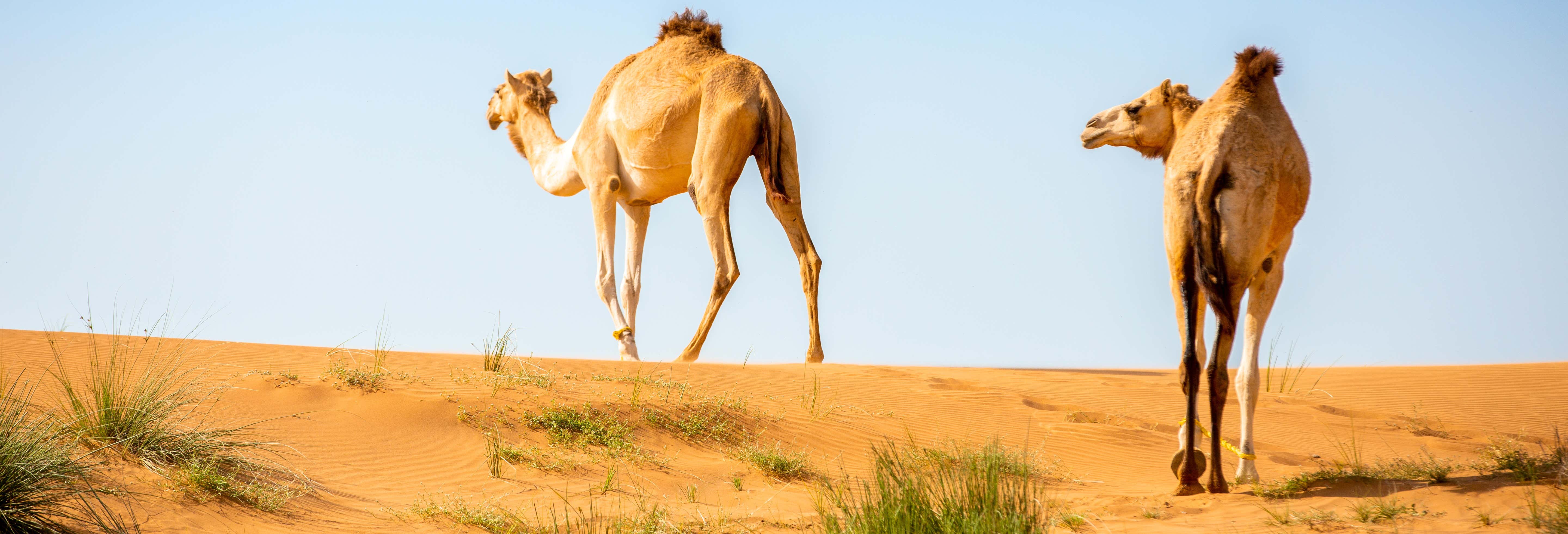 Safari nel deserto e visita a un allevamento di cammelli