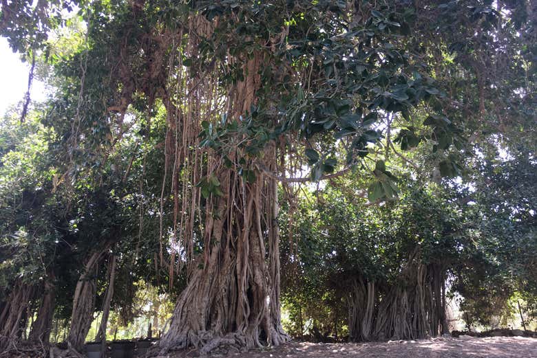 Imagen 8