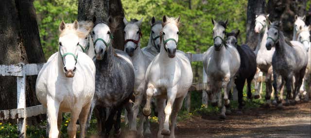 Escursione a Lipizza e alle Grotte di San Canziano