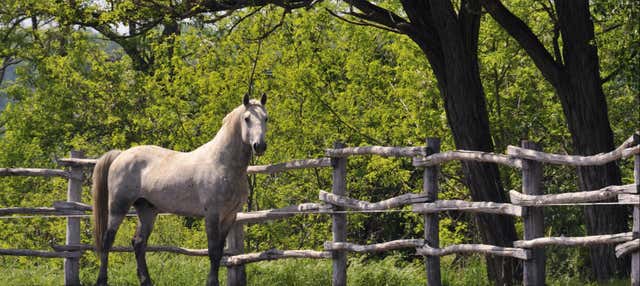 Escursione a Lipizza e alle grotte di San Canziano