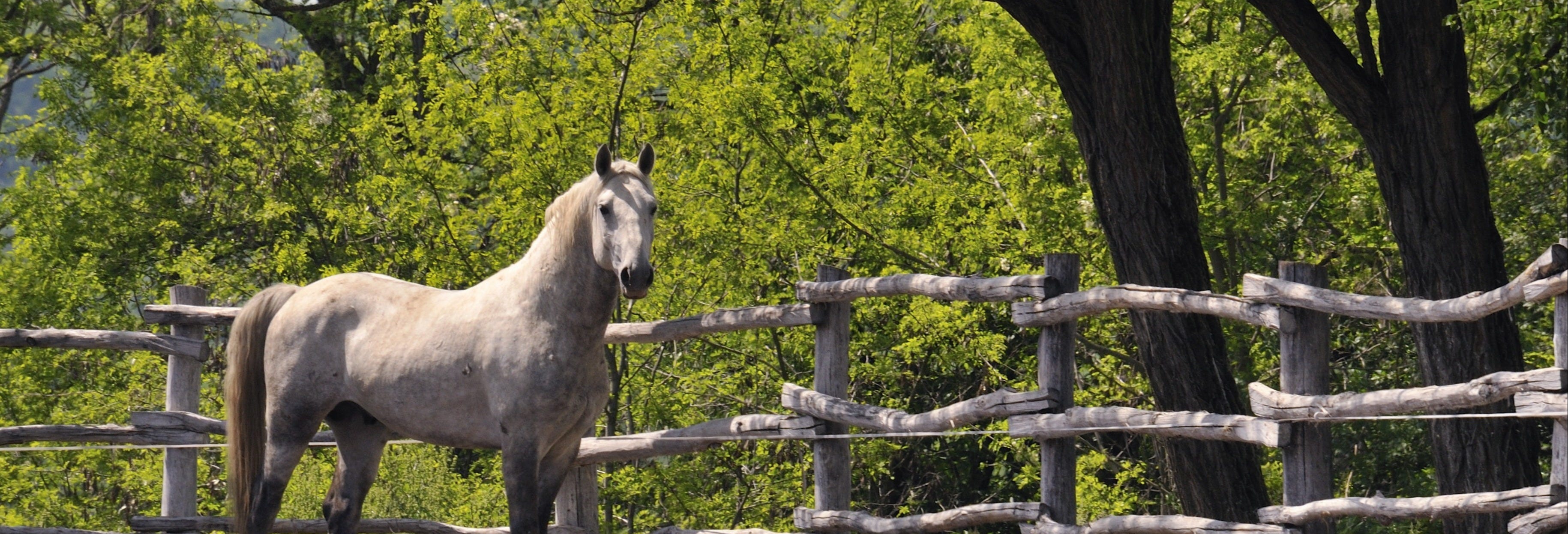 Lipica Horse Farm & Škocjan Caves Tour