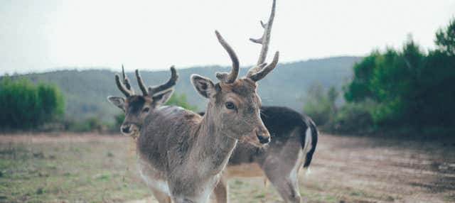 Tour della Riserva Wild Forest