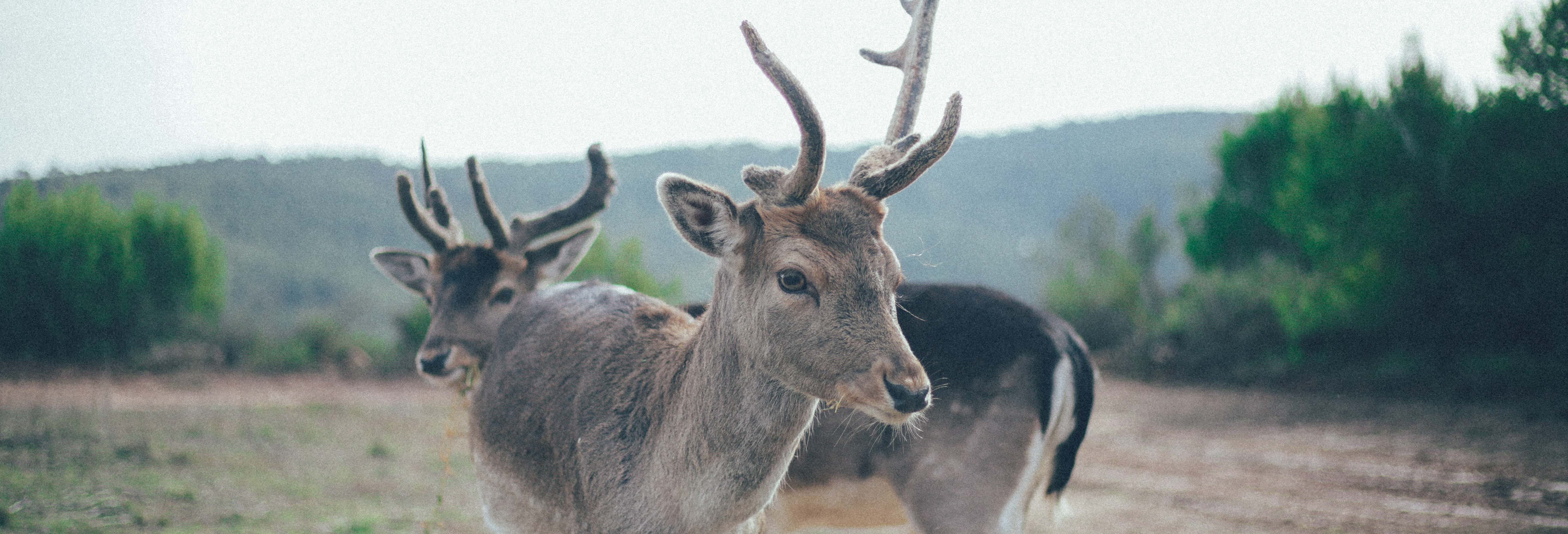 Tour della Riserva Wild Forest