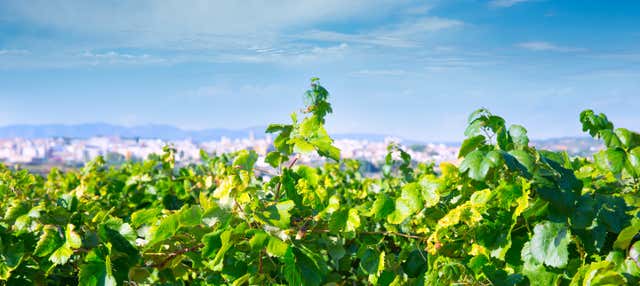 Visita a la bodega La Casa de las Vides