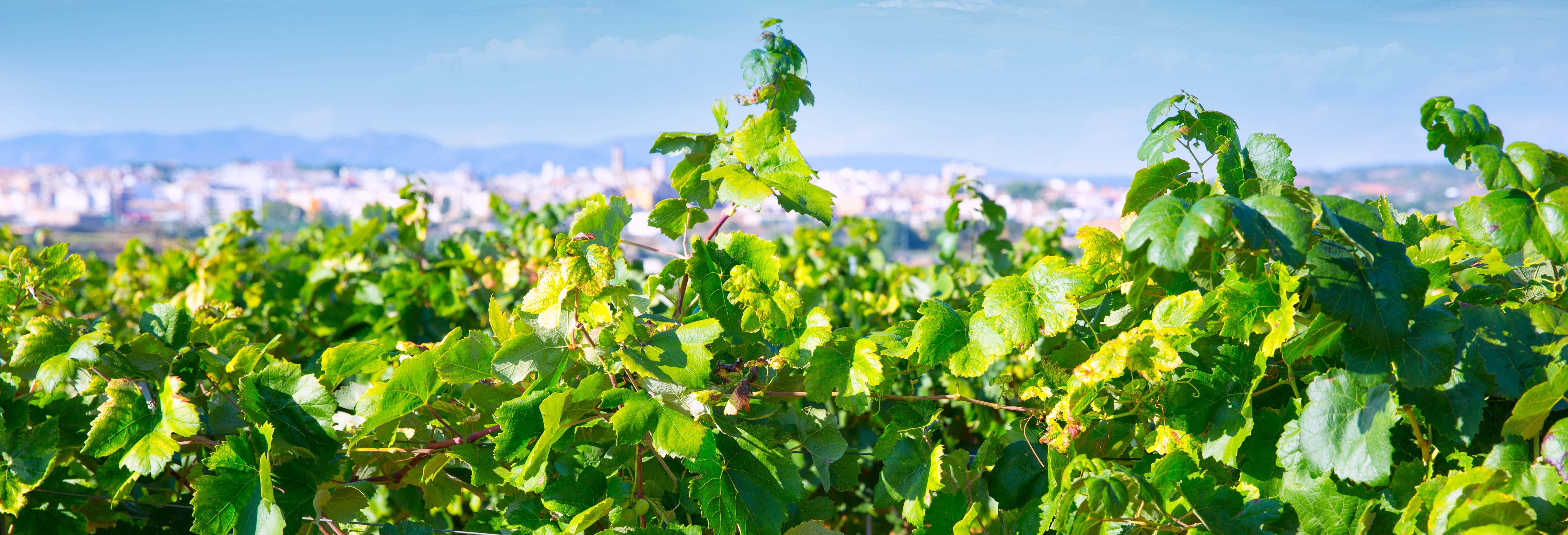 Visita a la bodega La Casa de las Vides