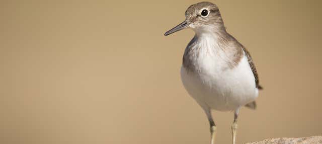 Birdwatching nella Sierra de Aracena