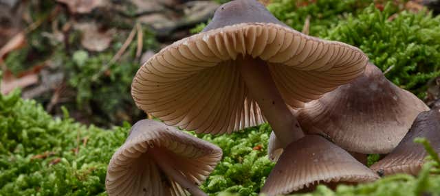 Raccolta di funghi ad Alájar