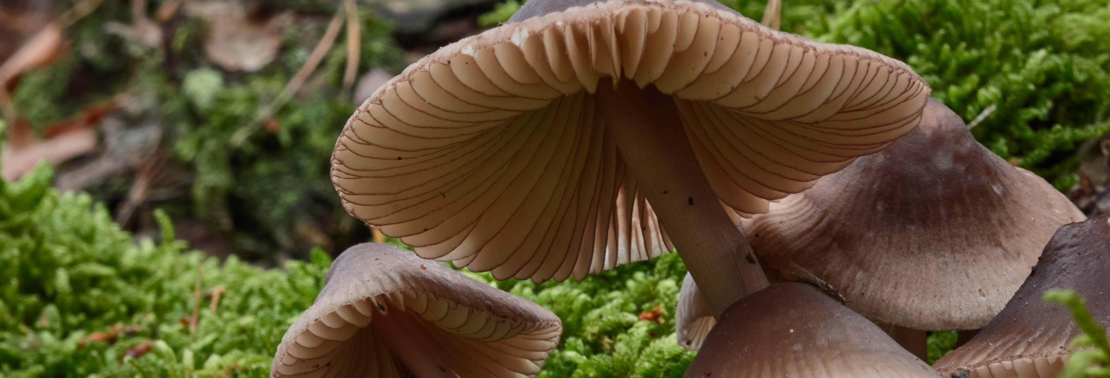 Raccolta di funghi ad Alájar