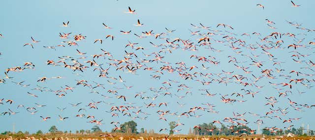 Escursione al Delta dell'Ebro + Giro in barca