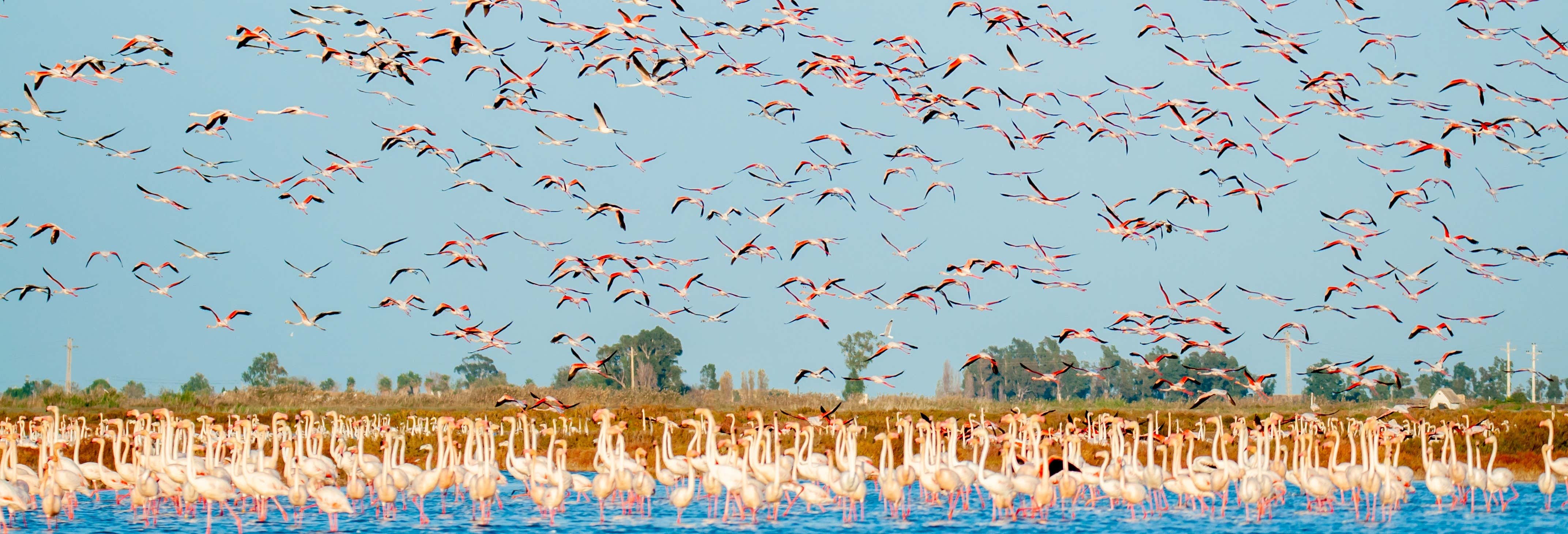 Ebro Delta Day Trip  + Boat Ride