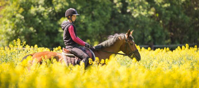 Passeggiata a cavallo ad Alcudia