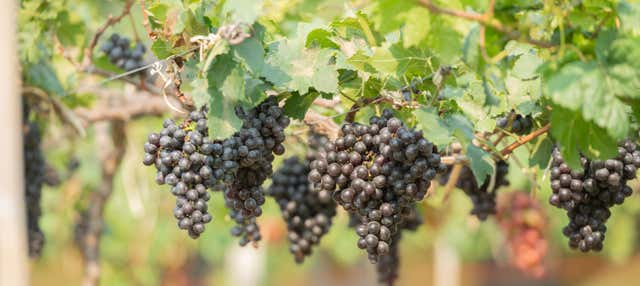 Visita di Vinos Heraclio Alfaro