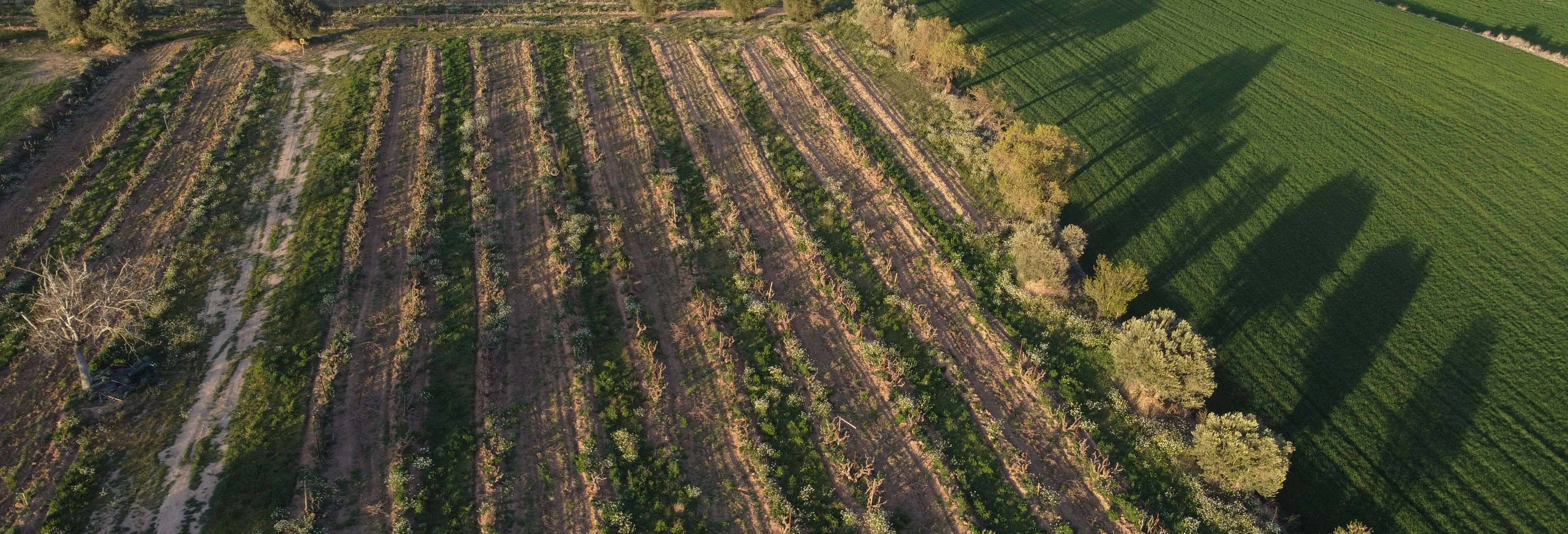 Visita alla cantina Celler Lagravera