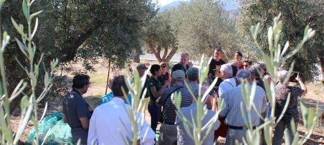 Visita al museo e all'oleificio di Aceites Molisur con degustazione