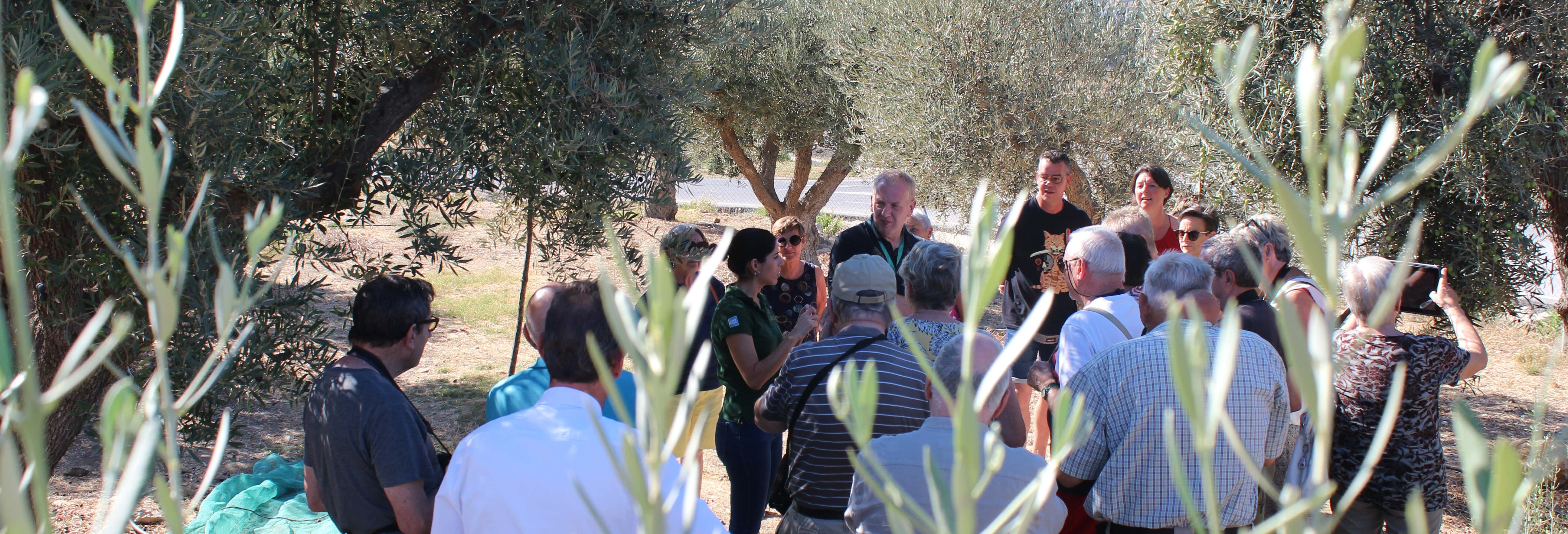 Aceite Molisur Olive Oil Museum + Tasting