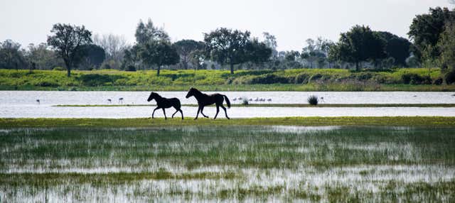 Visita guidata del Parco Nazionale di Doñana