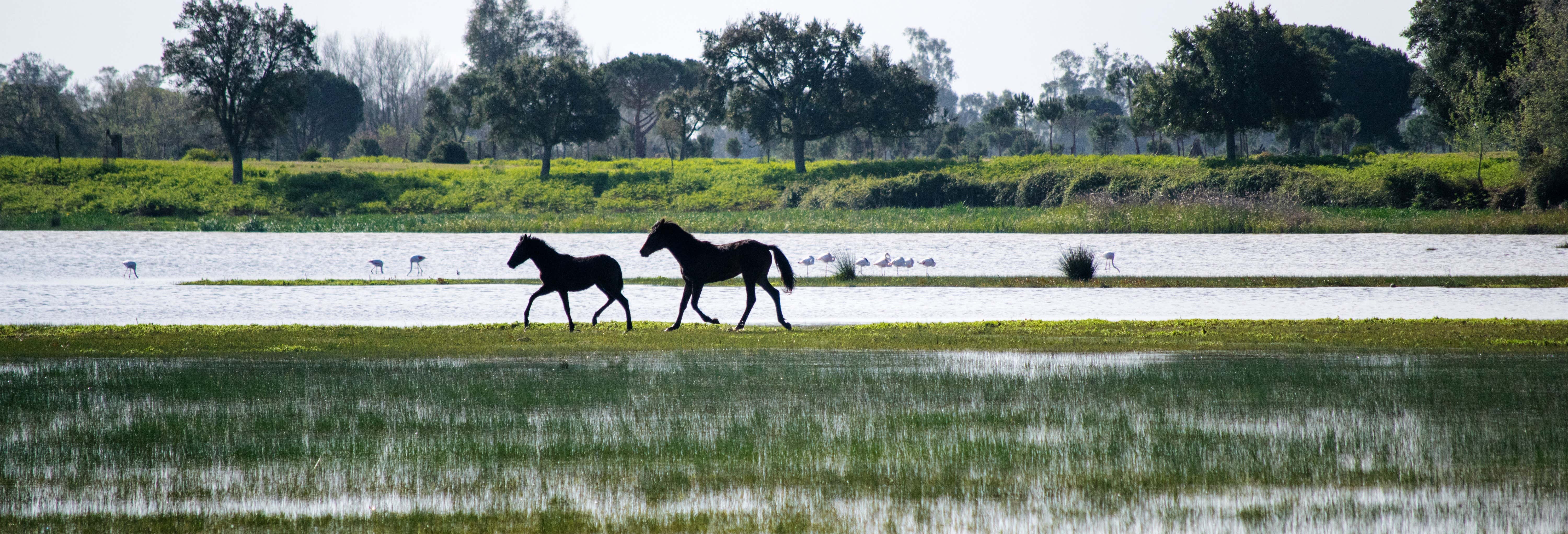 Donana National Park Guided Tour