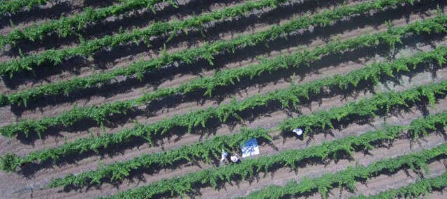 Visita delle cantine Pérez Hidalgo