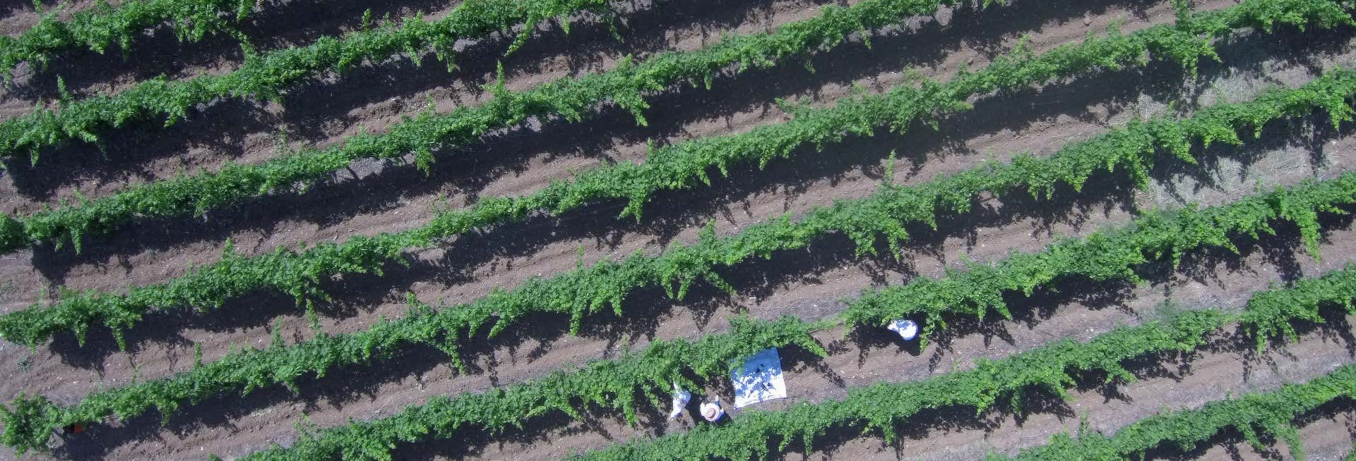 Visita delle cantine Pérez Hidalgo