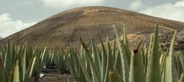 Visita di una piantagione di aloe vera, ulivi e permacultura