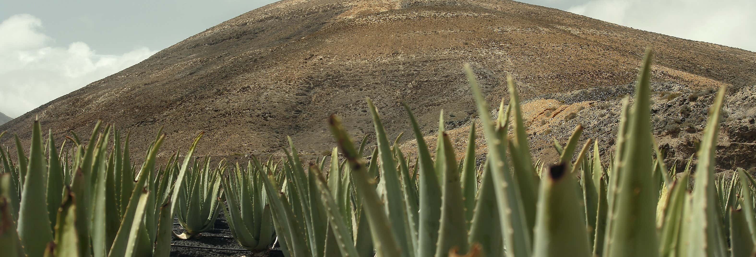 Aloe Vera Farm Tour