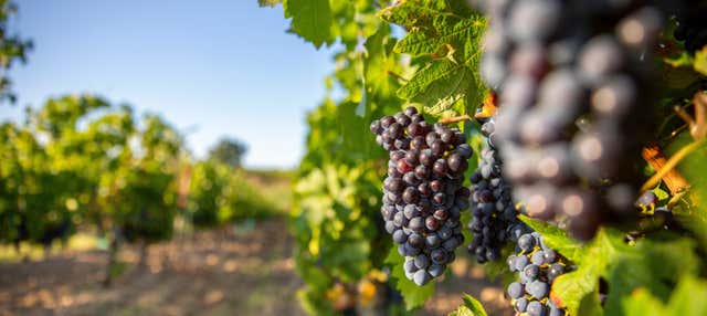 Visita alla cantina Martín Berdugo