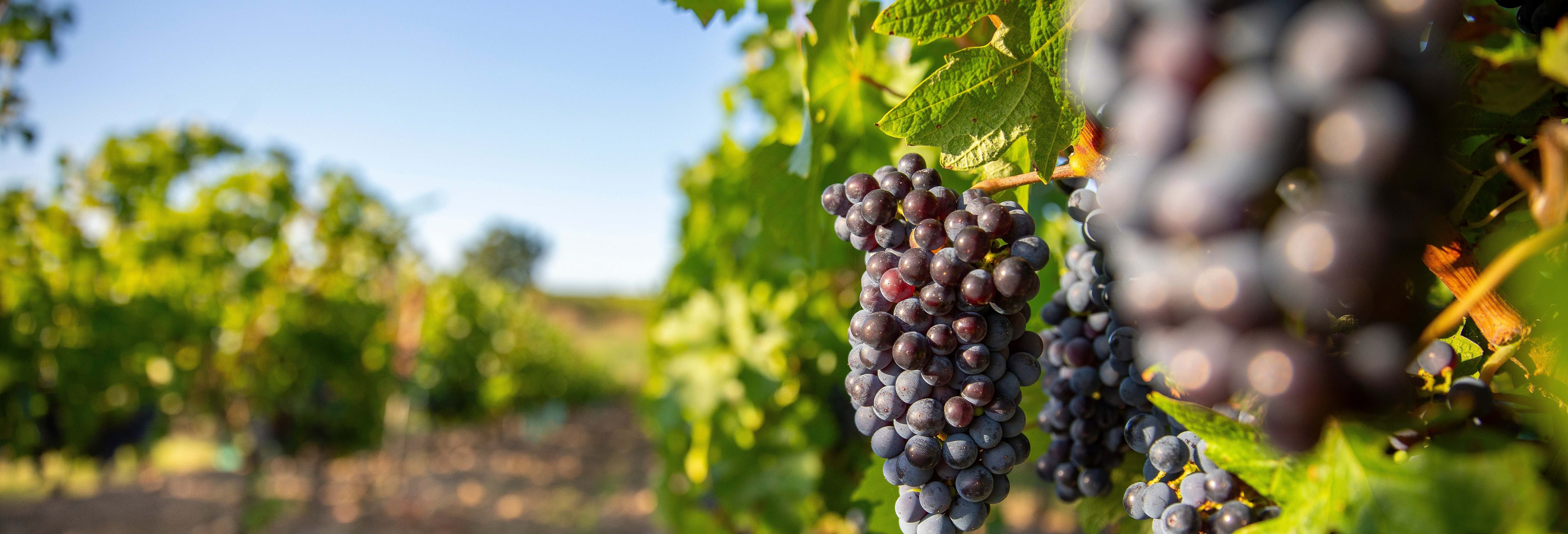 Visita alla cantina Martín Berdugo