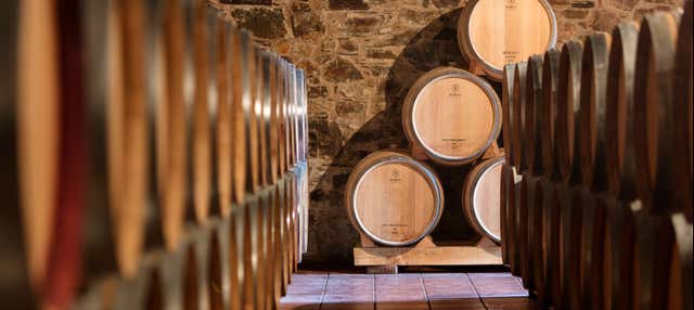 Visita alla cantina Viñedos y Bodegas Pittacum