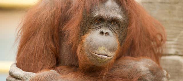 Biglietti per Jungle Park