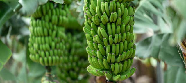 Visita guidata del Mundo del Platano